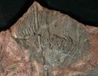 Large x Scyphocrinites Crinoid Plate - Morocco #10466-2